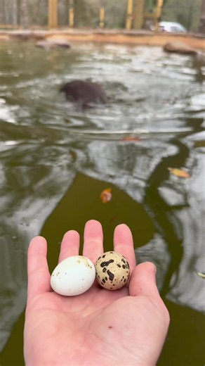 An offering for the wet ferrets (Tater and Tot are Dark Wings Wildlife ambassadors, not pets. Their care is extremely expensive and complex) #funnyanimals #funnyvideos #silly #otter #animals