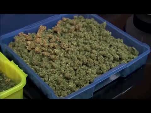 Pot firms reverse gains on narrow scope of US rescheduling