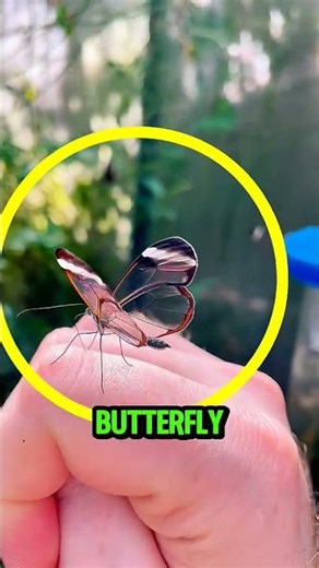 This video explores rare and nearly invisible animals found in nature. #ourchangingplanet