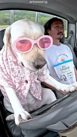 😆 Il a appris à ses chiens à conduire…