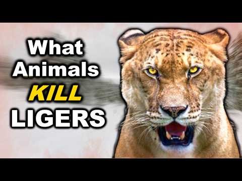 7 Animals that can DEFEAT a Liger In A Fight