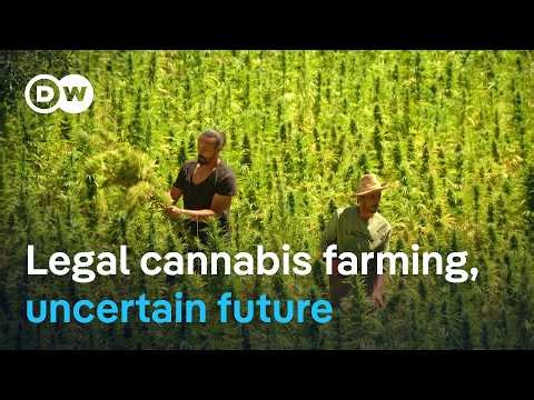 Morocco's cannabis reform: Why small farmers are left behind | DW Documentary