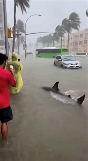 Hurricane Floodwaters Bring Shark Swimming Down City Street 🎬This video was produced by Network Media and BlueAxis | Prompted Daily