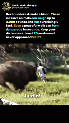 Bison Look Calm Until They Charge. #animals #history