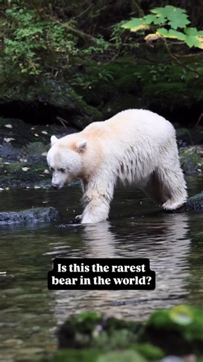 Zac Mills | The Wildlife Collective on Instagram: "Is this the rarest bear in the world? It’s not a polar bear. It’s not an albino. This is a spirit bear — a white-furred black bear, born this way because of a rare genetic trait, not albinism. They exist in only one place on Earth. Deep in the ancient coastal rainforests of the Great Bear Rainforest. Recent estimates suggest fewer than 100 spirit bears may remain in the wild. For Indigenous Nations, they are sacred. For the rest of us, they’re a