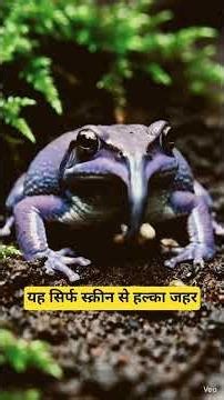 Purple Frog: India ka 100 Million Saal Purana Living Fossil 😱🐸
