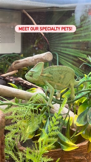 PetSmart on Instagram: "Today’s the day to meet our specialty pets up close! 🐹🐠🦎🐍 Stop by our Meet the Pets event from 10AM to 12PM in select stores. Check the link in our bio to see if your local store is participating! #PetSmart #AnythingForPets"