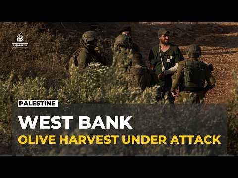 Occupied West Bank attacks: Israeli settlers carry out raids during olive harvest