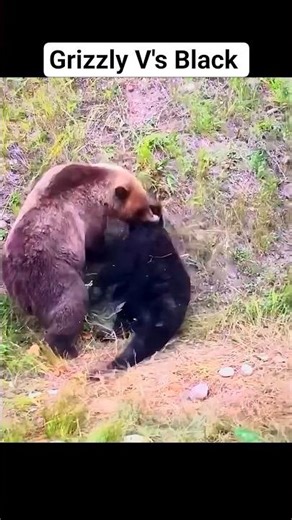 Grizzly vs Black Bear | Brutal Fight Ends in Death#GrizzlyBear #BlackBear #BearFight