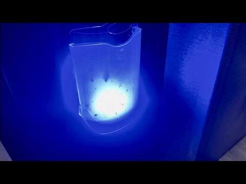 Plug-in trap for fruit flies and gnats etc it works!!!!!watch the video!
