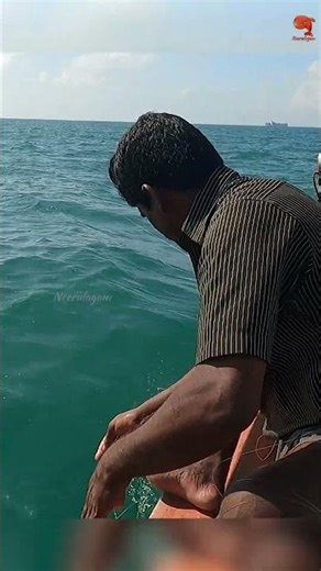 Horse Eye Jack couldn’t resist the prawn! #fishing #fishingvideo #fishingtime