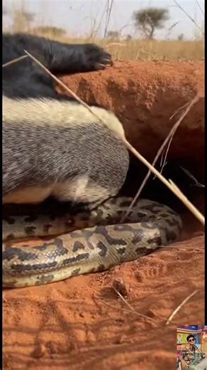 Honey Badger vs Python Inside Burrow Raw Real Time Wildlife Ambush