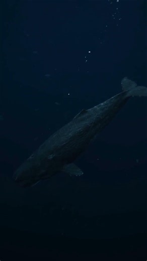 Sperm Whale: How Deep Can It Dive?