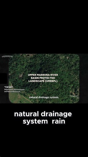 Why This Forest Is Manila's Last Defense Against Flooding