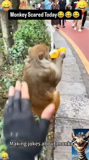 Scared Monkey Moments 😂🐒 | Funniest Reactions Ever! #funnyanimals #comedy #viralvideos #monkey