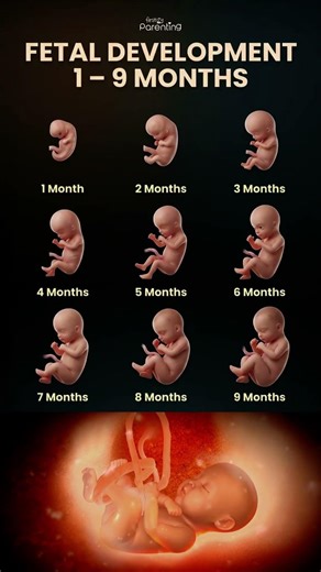 Fetal Development 1 – 9 Months | Fetus Development Month By Month #baby #fetusdevelopment #pregnancy