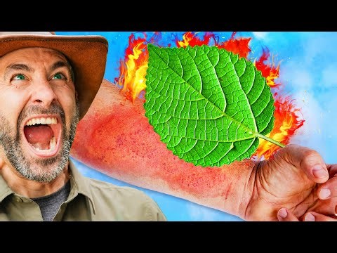 Don't Touch This! Devil's Toilet Paper & Venomous Stings!