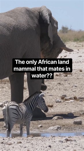 It’s the only African land mammal that mates in water! #naturepbs #wildlife #animals #stem #learn