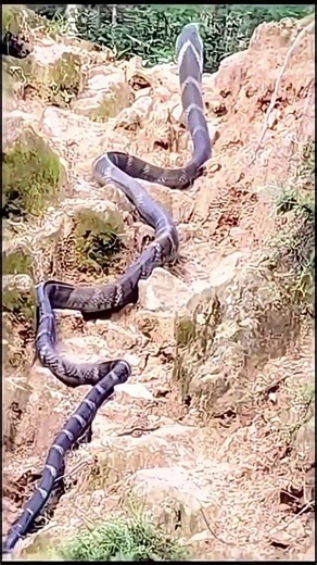 Two Biggest King Cobras Ever Seen.