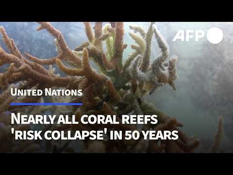 Nearly all coral reefs risk collapse in 50 years: IUCN | AFP
