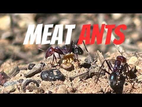 Raising Australian's Most Aggressive Ants | Ep2