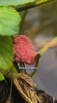 keong mas #biology #nature #indonesia #forest #snail #goldensnail #gastropod #ethology #hewan #keong