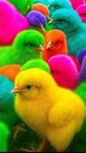 Funny chickens, colorful chickens, rainbow chickens, funny bunnies, funny ducks, koi fish, Funny ...