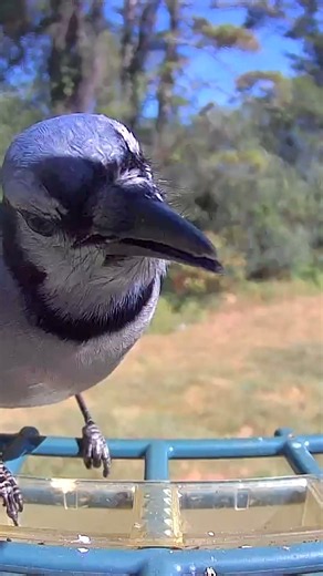RARE VISITOR: Blue Jay Returns! #Shorts