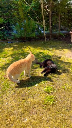 This cat fight escalated fast 😱