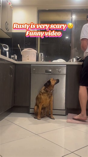😂😪rusty is very scary #shorts #funny #rusty