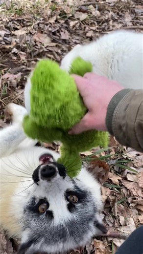 🦊 Tundra likes to deem a favorite stuffed animal as his “baby” every so often. Currently, this green, lil alligator has been the chosen one. He’s the sweetest! 🥰>> From an educational perspective: In the spring, foxes would be rearing newborn kits. Dads oftentimes play an essential role in hunting and looking after Mama and babies. And let me tell you what, although they’re in captivity, Tundra treats Cleo like a Queen, and is the best pretend Daddy fox. #wildliferescue #foxsanctuary