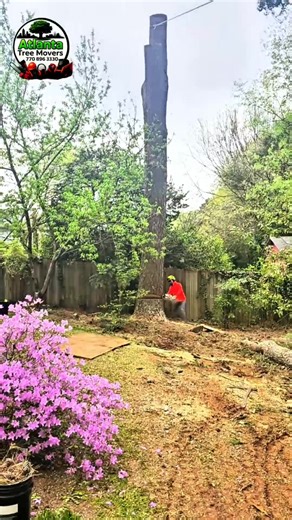 Need expert tree services? Call/Text Atlanta Tree Movers LLC today at 770-896-3330 #AtlantaTreeMovers #TreeFall #TreeService #fyp | Atlanta Tree Movers