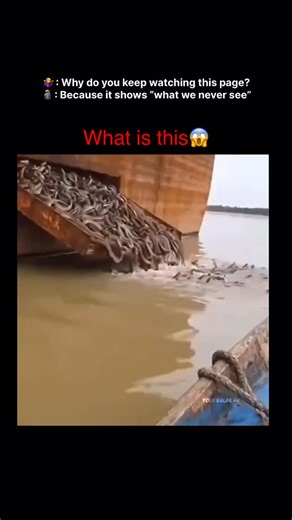 𝗧𝗿𝗲𝗻𝗱𝗺𝗮𝗻𝘁𝗿𝗮| 𝗡𝗲𝘄 𝗯𝘂𝘀𝗶𝗻𝗲𝘀𝘀 𝗶𝗱𝗲𝗮 📊& 𝗠𝗮𝗿𝗸𝗲𝘁𝗶𝗻𝗴 𝘀𝘁𝗿𝗮𝘁𝗲𝗴𝘆💡 on Instagram: "The black mamba (Dendroaspis polylepis) is one of the most feared and respected snakes in the world, holding the title of the longest venomous snake in Africa and the second-longest globally, after the king cobra. Reaching lengths of up to 14 feet, its name does not actually come from its skin color-which is typically olive, grey, or brownish-but from the inky-black interior of its m