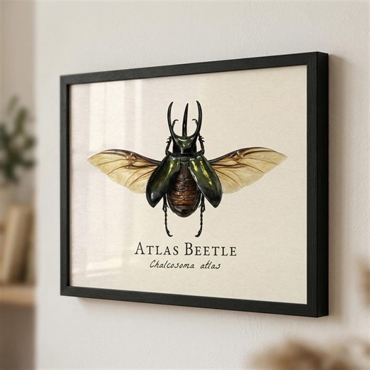Atlas Beetle Framed Print – Vintage Scientific Illustration of Chalcosoma Atlas - Etsy