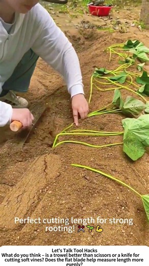 Prepping Sweet Potato Slips with a Trowel – Fast & Consistent 🌱🧱