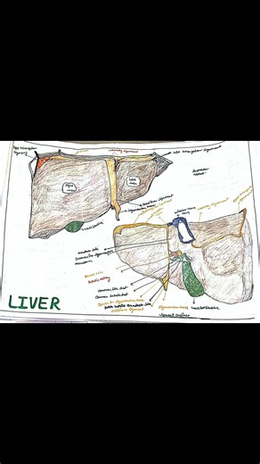 Right vs Left triangular ligament – Liver anatomy in 30 seconds | Medical Study Hub