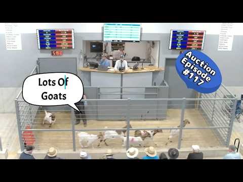 Goat Auction On 03/31/2026