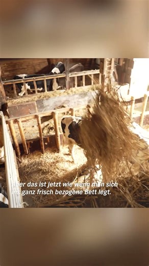 #shorts Gibt es etwas Schöneres als ein frisch bezogenes Bett? #landwirtschaft #kühe #stroh #stall