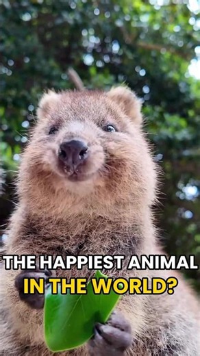 Why Is This Quokka Always Smiling? #shorts