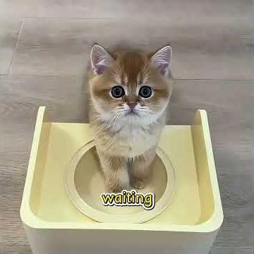 Have you ever seen such an obedient cat?#pet #funny #shuorts