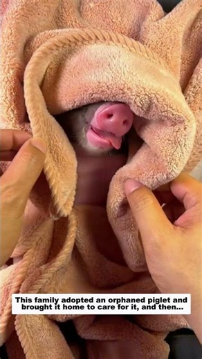 This family adopted an orphaned piglet and brought it home to care for it, and then...