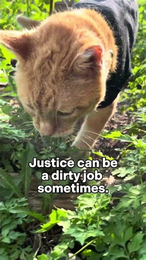 Officer Daniel Investigates Suspicious Activity 🕵️🐈