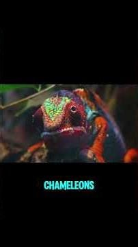 Discover the Fascinating World of Chameleons