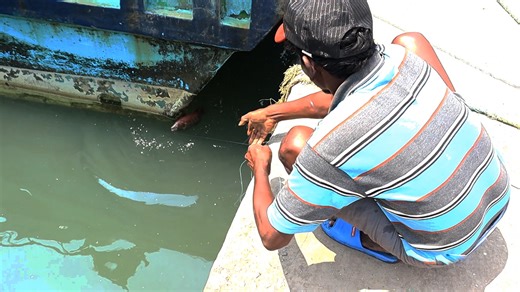 A fisherman catching a Mangrove jack Fish & Eel Fish, fishing in boats parking area in the a fishing Harbor. | Kadal Raasa Fishing