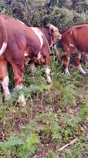 If you choose the right hen and the right breed of cow, it will be better 76