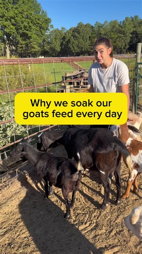 Why Soak Goat Feed: Benefits, Tips & When It Helps