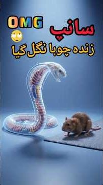 Sanp pura chuha nigal gya😱 | Cobra vs Chuha Shocking Truth #shorts