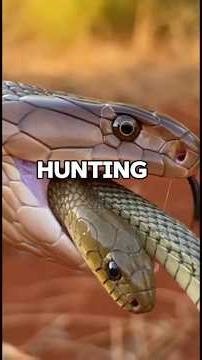 Why would a snake... eat another snake?