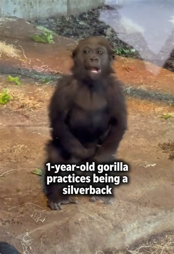 Mboka Jo, a male gorilla at the Cincinnati Zoo, turned 1 years old in September. Video provided by the Cincinnati Zoo & Botanical Garden #fyp #cincinnatizoo #cincinnati #gorillas #zooanimals @Cincinnati Zoo