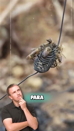 This is how they force bees to make honey #curiosities #bees #honey #shrots